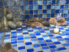 挑选海鲜-睿柏云酒店-餐厅
