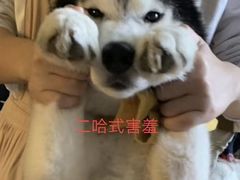 -Husky Go! 哈士奇体验馆·宠物咖啡厅狗咖