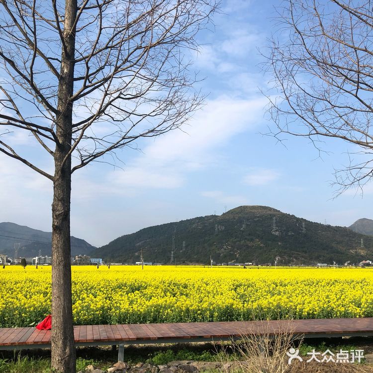 湖岭 桐浦油菜花 春季赏景好去处