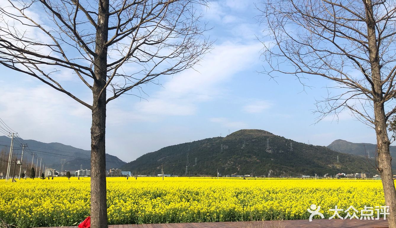 湖岭 桐浦油菜花 春季赏景好去处