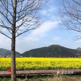 湖岭 桐浦油菜花 春季赏景好去处