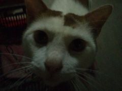 -瑞派动物医院·猫专科·至诚(江南中分院)