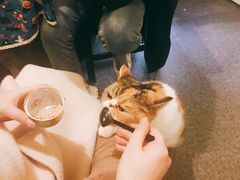 -猫色咖啡·猫咖