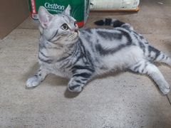 -佳雯宠物医院·皮肤科·内外科(春晓路分院)