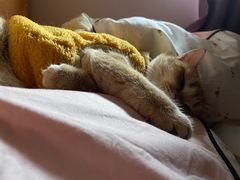 -东方名猫馆·英短金渐层布偶猫舍(环线广场1号楼店)