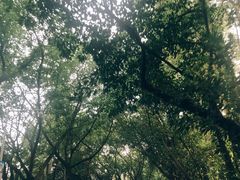 景点-南国桃园旅游度假区