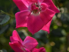 -上海山野camping·户外天幕烧烤·团建拓展营地