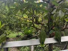 -新加坡飞禽公园