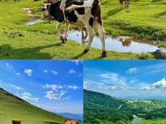 -大姆山草场