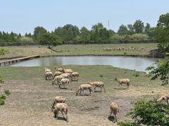 -溱湖国家湿地公园