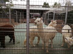 -迪茵湖田家舍生态农场