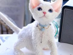 -momokira米努特·德文卷毛猫·棉花面纱犬