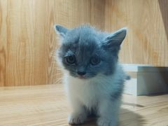 -啵啵喵·猫咖(攀华国际店)