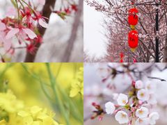 -古柏渡丰乐樱花园