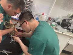 -利又安动物医院··老年病·猫科犬科·中兽医