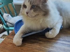 -猫小院猫主题餐厅(南锣旗舰店)