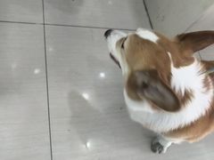 -全心全意连锁动物医院·微创中心·内科急重症·心脏专科(丰管路店)