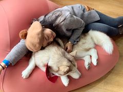 -Husky Go! 哈士奇体验馆·宠物咖啡厅狗咖