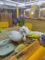 -神奇动物撸宠馆·羊驼·小浣熊·异宠(豫园店)