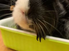 -藦茜花园宠物主题亲子互动体验馆(国顺东路店)