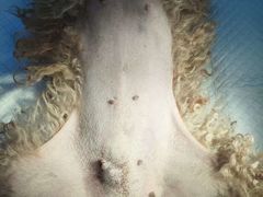 -宠福鑫康馨动物医院·骨科·眼科