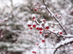 -北海道神宫