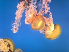 -太平洋海底世界