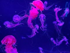 -珠海长隆海洋王国