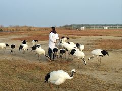 -盐城丹顶鹤湿地生态旅游区