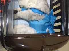 -米苏动物医院·犬猫专科·骨科外科内窥镜