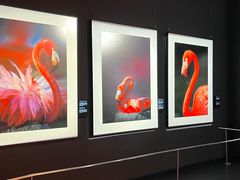 -罗红摄影艺术馆