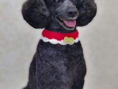 -乐琪宠物(青塔西路店)