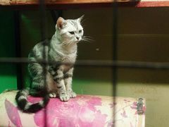 -猫咪博物馆(顶澳仔猫街店)