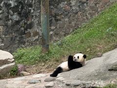 -都江堰中华大熊猫苑