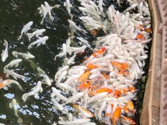 -南宫五洲植物乐园