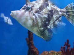 -海合安武汉极地海洋公园