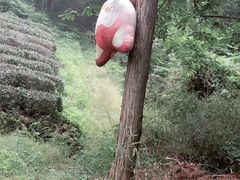 -午潮山国家森林公园