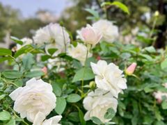 -人民公园(罗湖区)