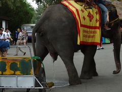 -东芭乐园