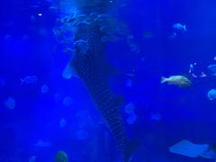 -烟台海昌鲸鲨海洋公园