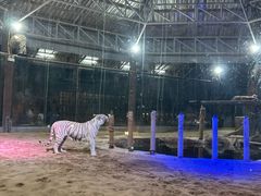 -清迈夜间动物园