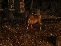 -清迈夜间动物园