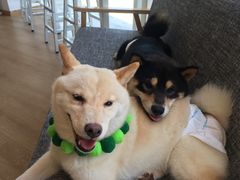 -南京Hallo宠物乐园·哈罗犬舍·柴犬繁育基地