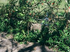 -靖西鹅泉风景区