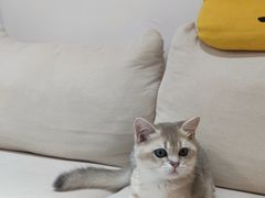 -山宅一喵德文卷毛猫舍