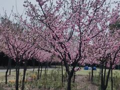 -上海滨江森林公园