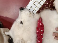 -和它·交个朋友·狗咖猫咖(爱琴海店)