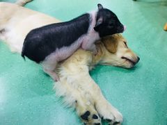 -藦茜花园宠物主题亲子互动体验馆(国顺东路店)