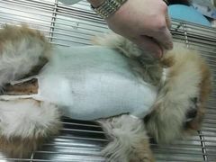 -纳吉亚猫专科动物医院博雅分院