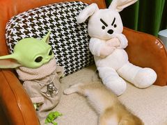 -欣宠猫屋·矮脚拿破仑·蓝金金渐层